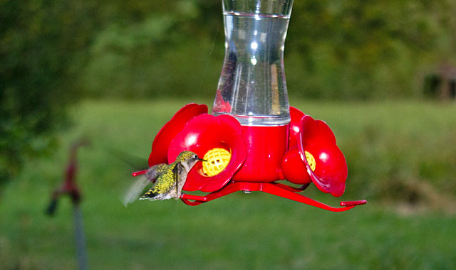 hummingbird-male