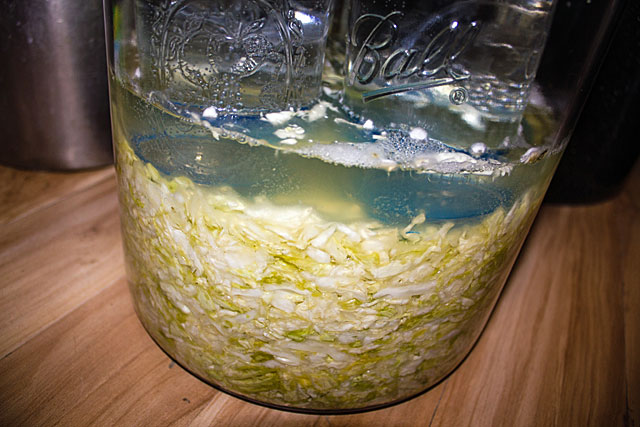 sauerkraut-fermenting