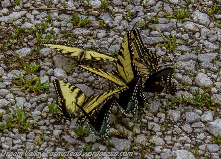 butterflies 05