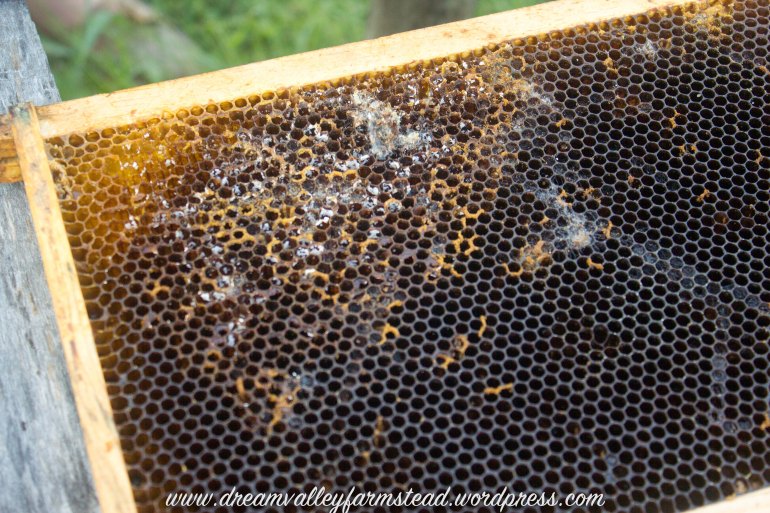 bee hive fail 2